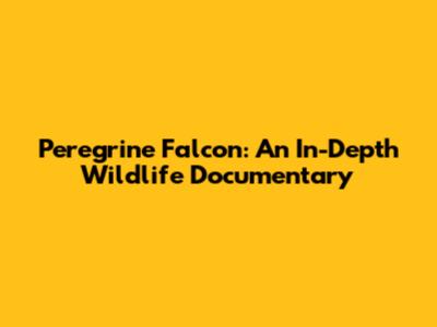 Peregrine Falcon: An In-Depth Wildlife Documentary